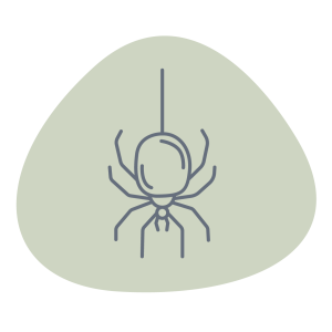 Spinne