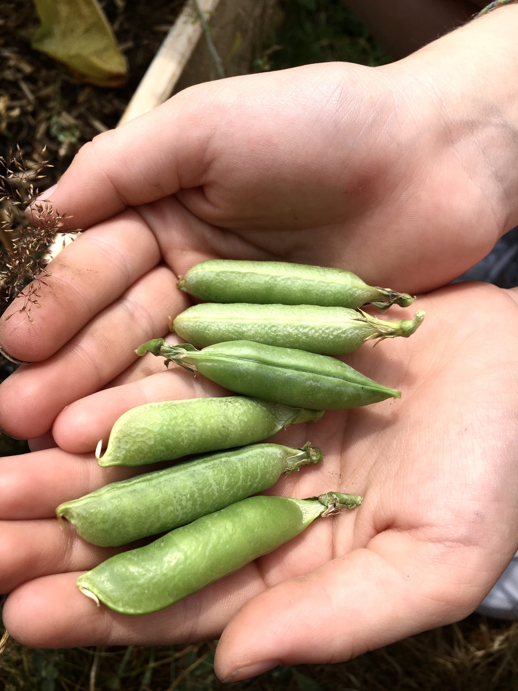 Netzwerk Naturgarten, Pilotprojekt «Schulnaturgarten»