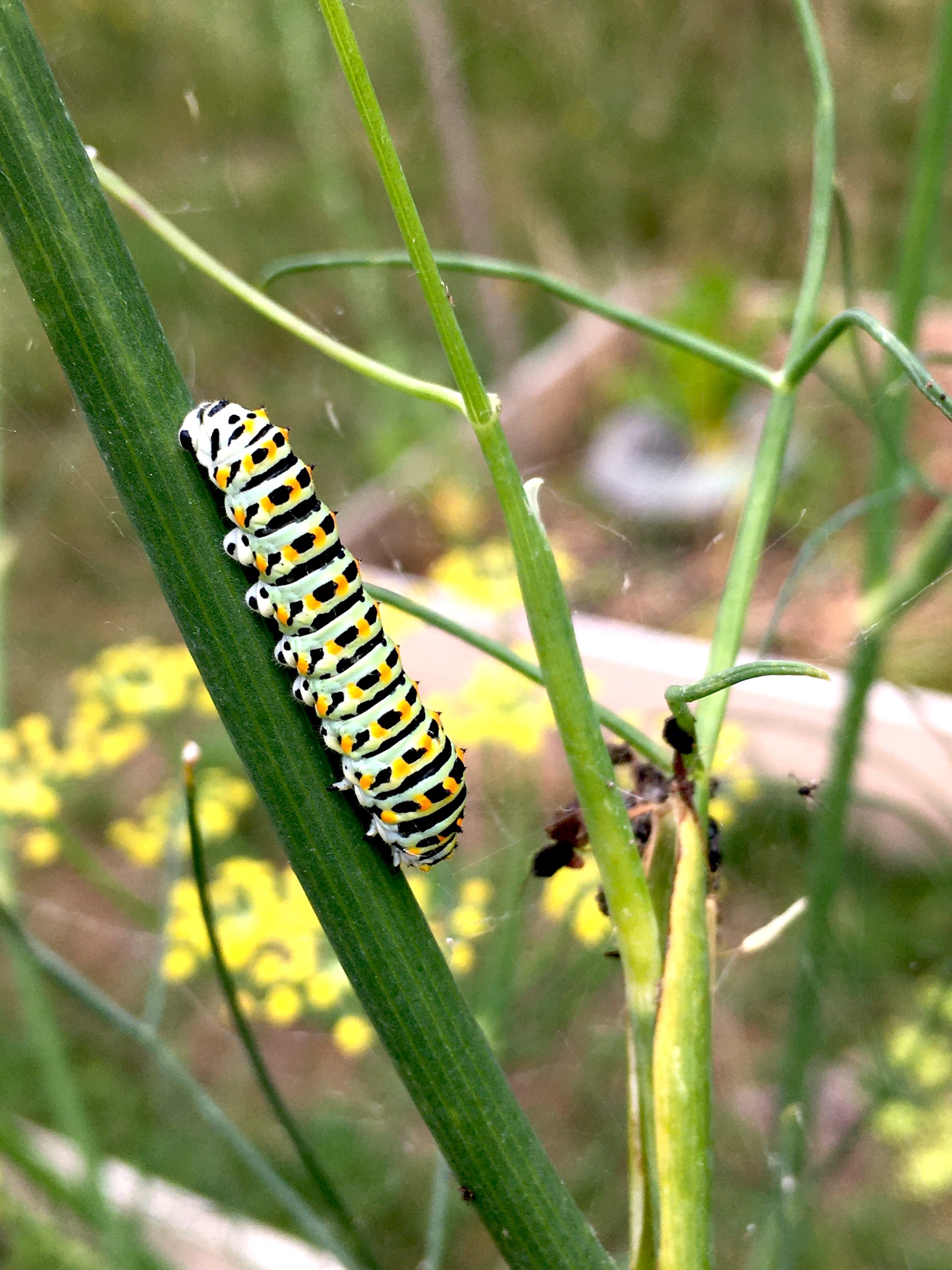 Netzwerk Naturgarten, Pilotprojekt «Schulnaturgarten»