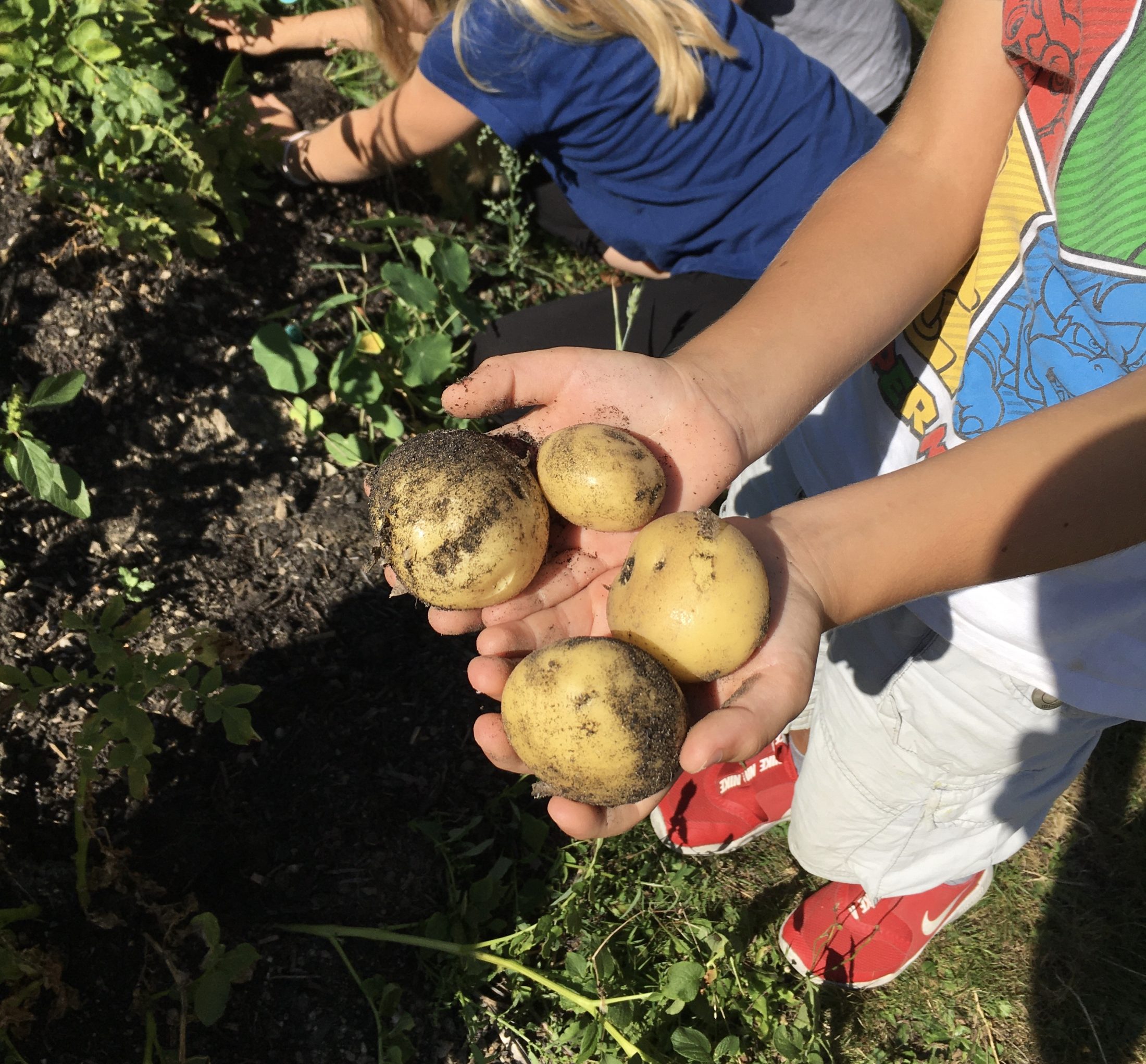 Netzwerk Naturgarten, Pilotprojekt «Schulnaturgarten»