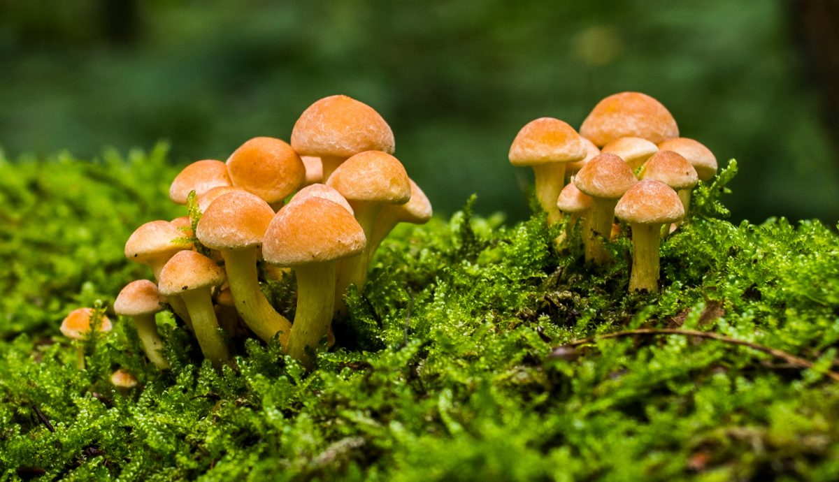 Netzwerk Naturgarten, Die Welt der Pilze – Die Bedeutung der Pilze für uns Menschen