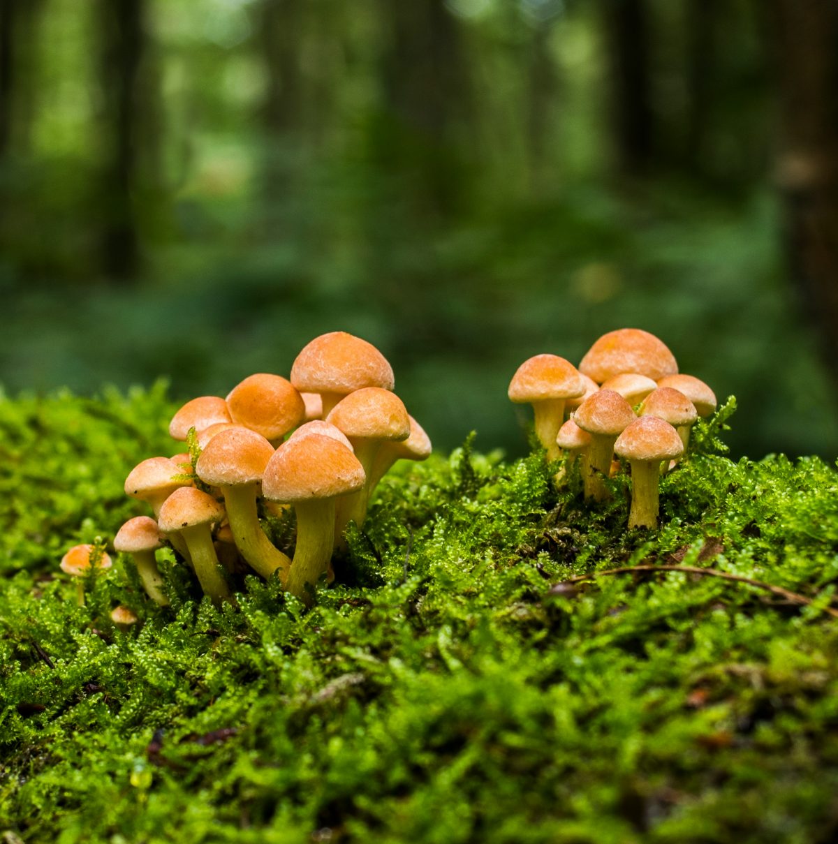 Netzwerk Naturgarten, Die Welt der Pilze – Die Bedeutung der Pilze für uns Menschen
