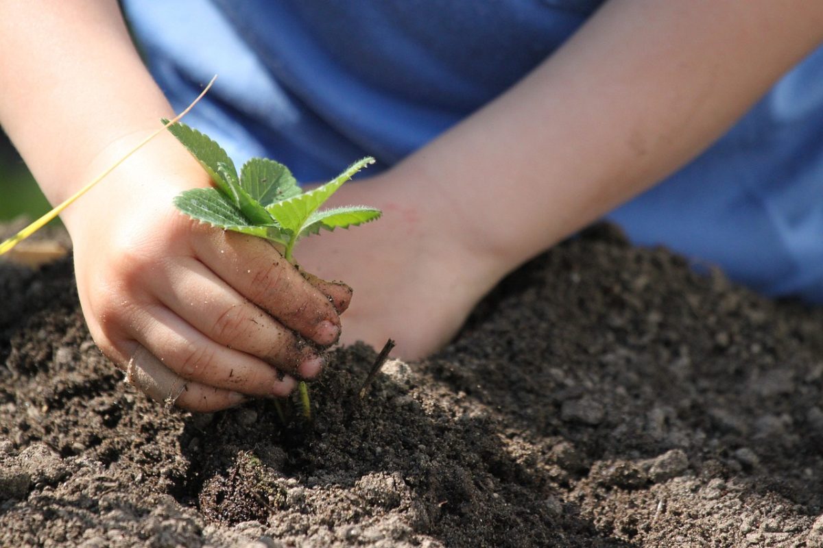 Netzwerk Naturgarten, Vom Topf ins Beet – Einpflanzen