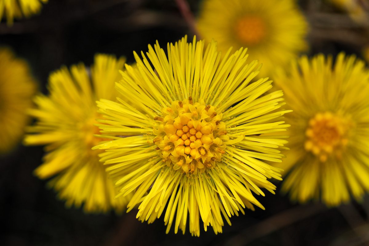 Netzwerk Naturgarten, Heilkräutertage mit Führungen