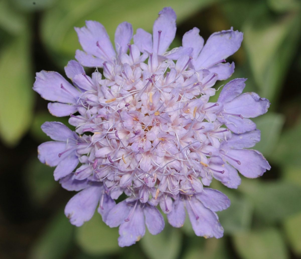 Netzwerk Naturgarten, Churer Wildpflanzen- und Setzlingsmarkt