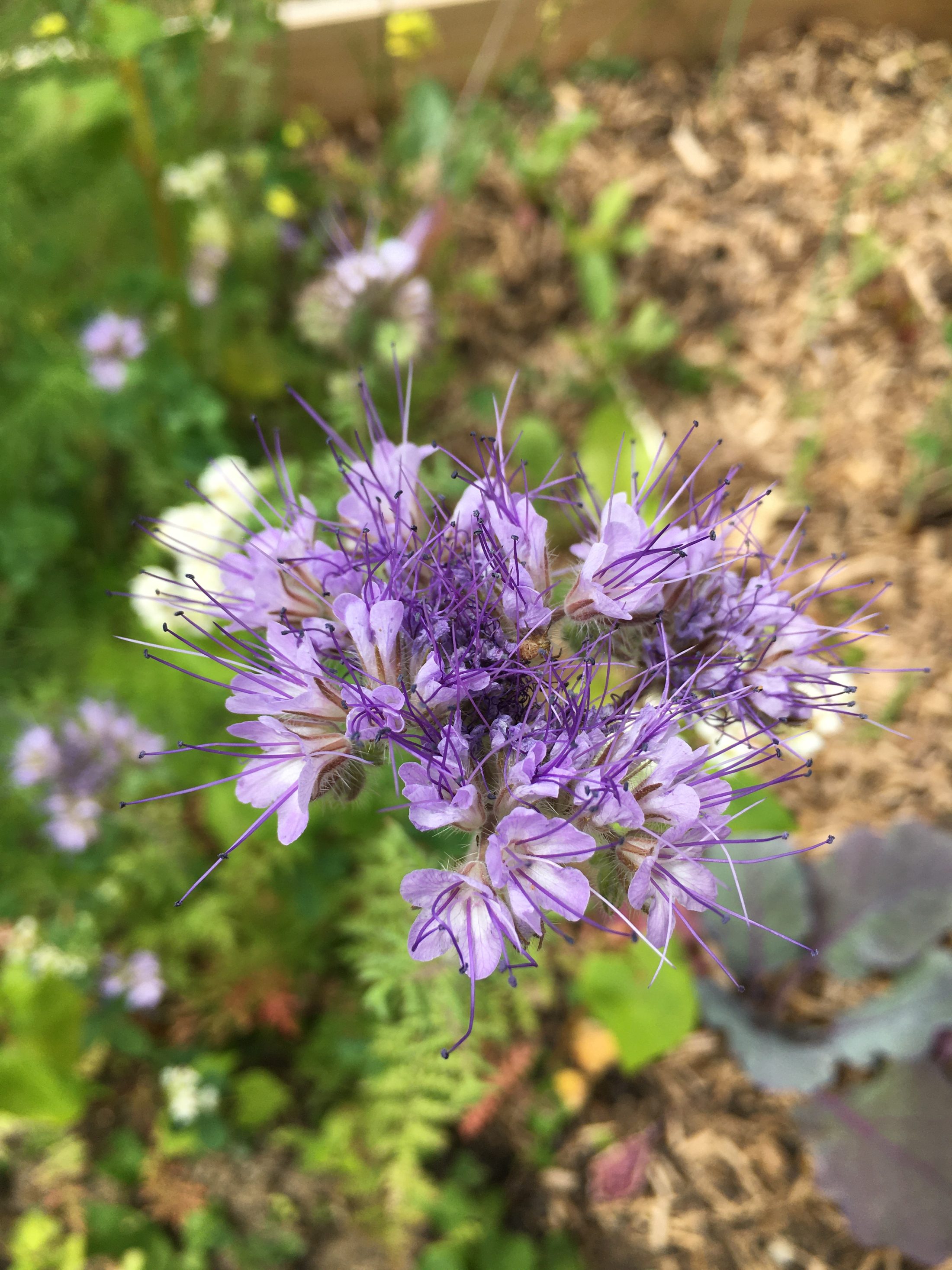 Netzwerk Naturgarten, Pilotprojekt «Schulnaturgarten»