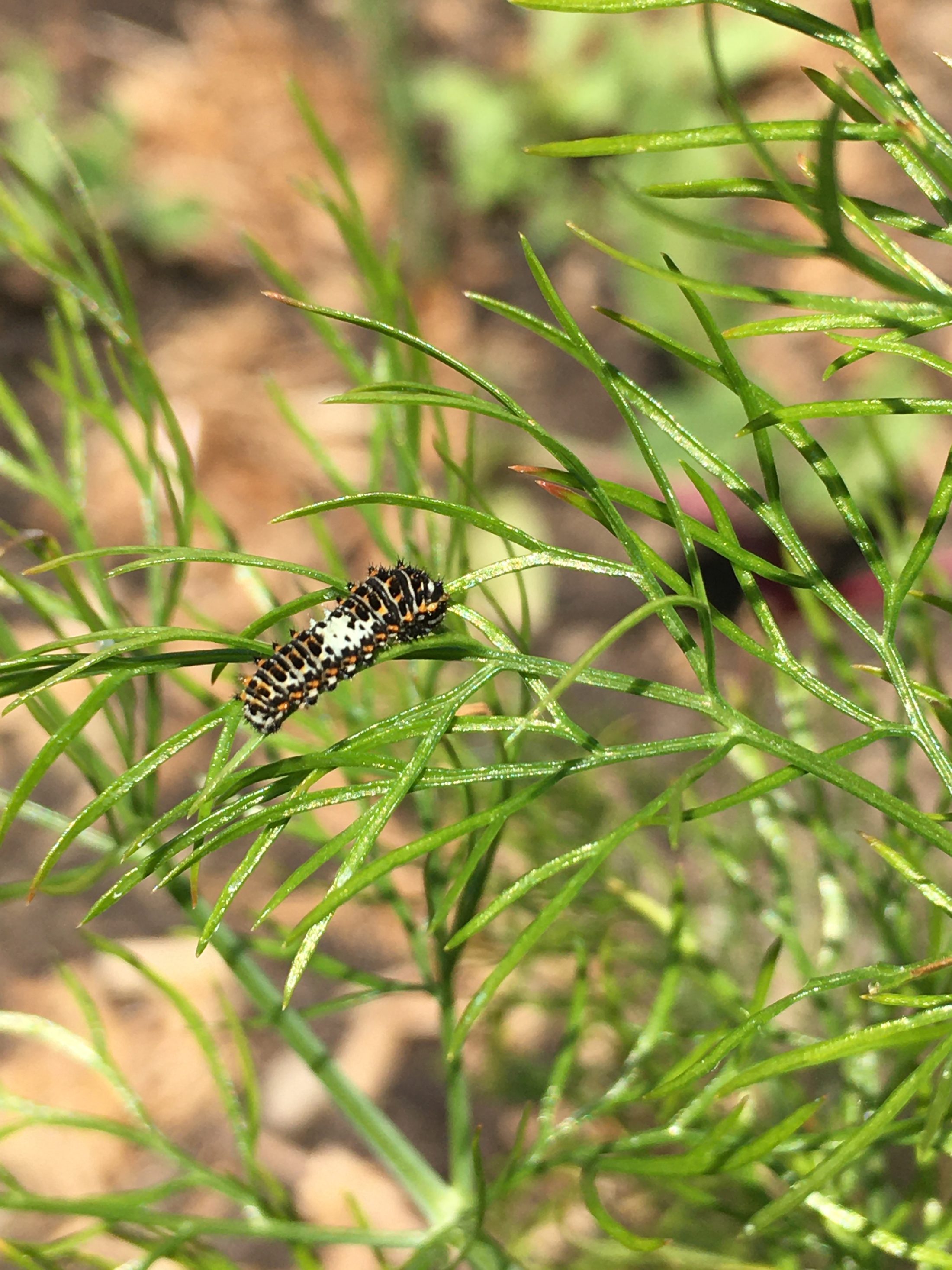 Netzwerk Naturgarten, Pilotprojekt «Schulnaturgarten»