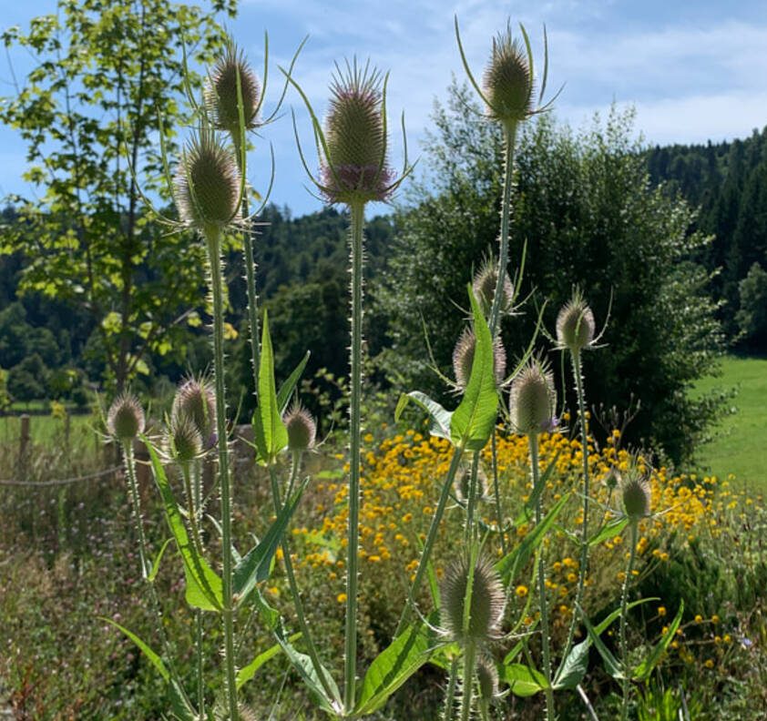 Netzwerk Naturgarten, BONJOUR NATURE: Mit der Expertin ins Wildbiendli-Paradies Einsiedeln