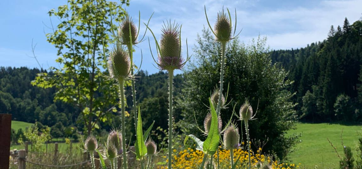Netzwerk Naturgarten, BONJOUR NATURE: Mit der Expertin ins Wildbiendli-Paradies Einsiedeln