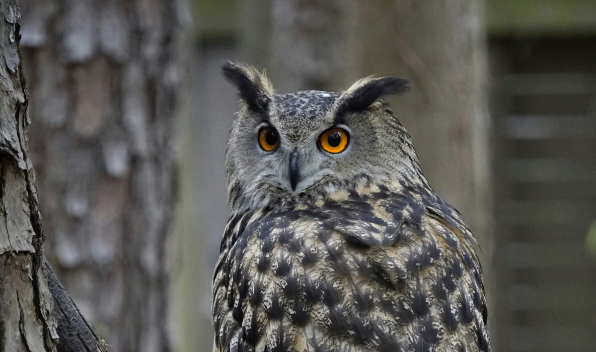 Netzwerk Naturgarten, Die Welt der Greifvögel und Eulen