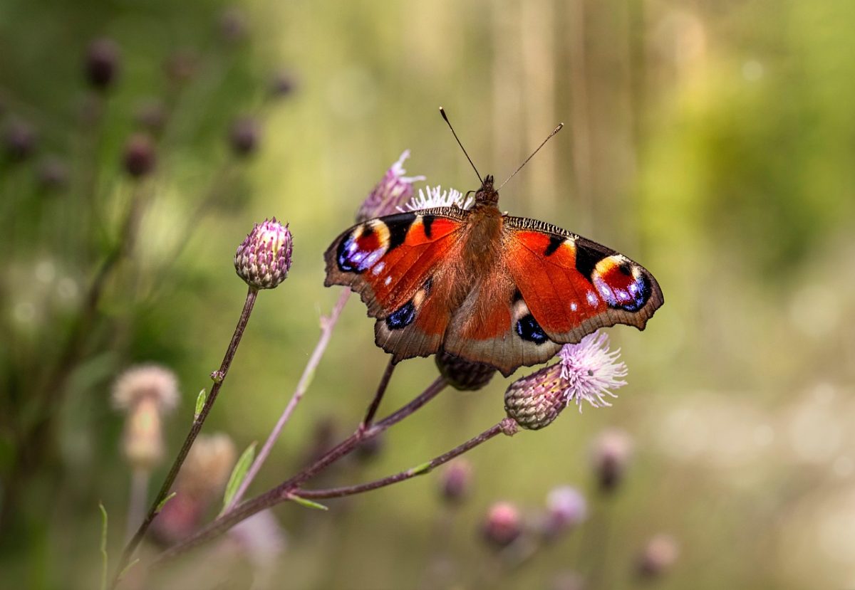 Netzwerk Naturgarten, Abend der offenen Schmetterlingsgärten