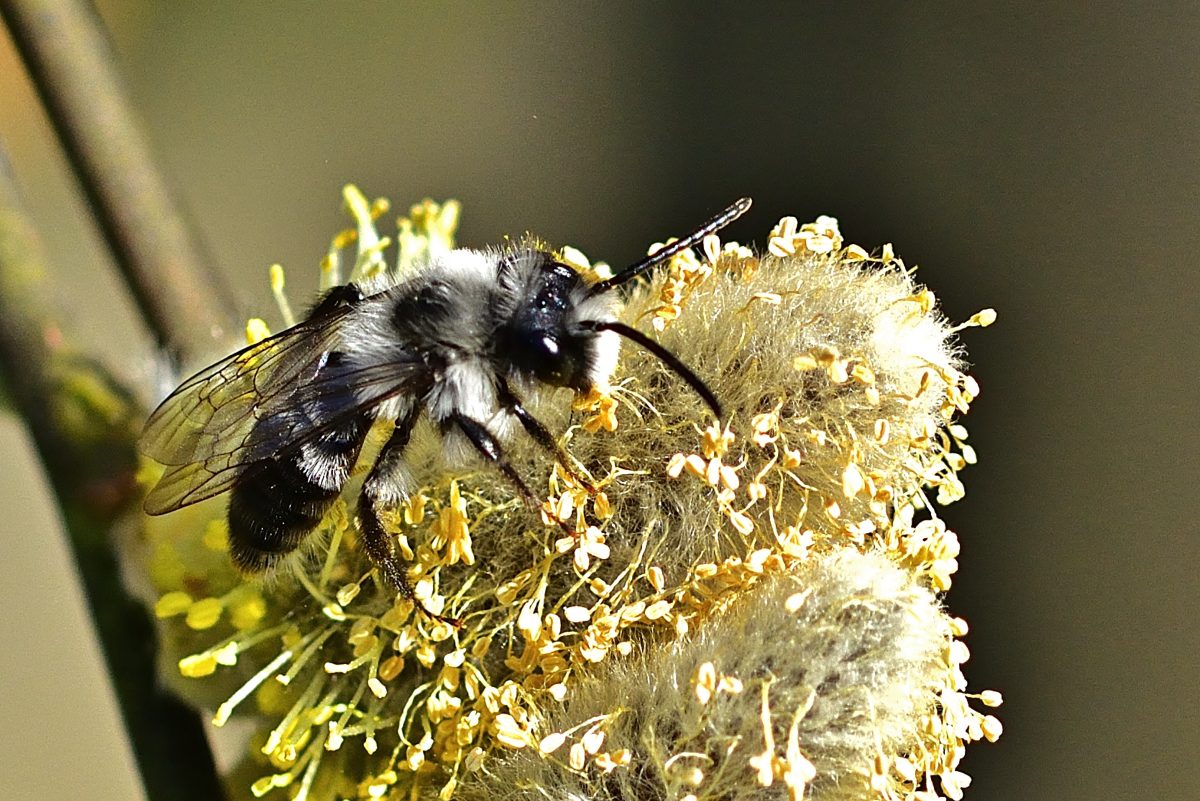 Netzwerk Naturgarten, Wildbienenvielfalt vor der Haustüre