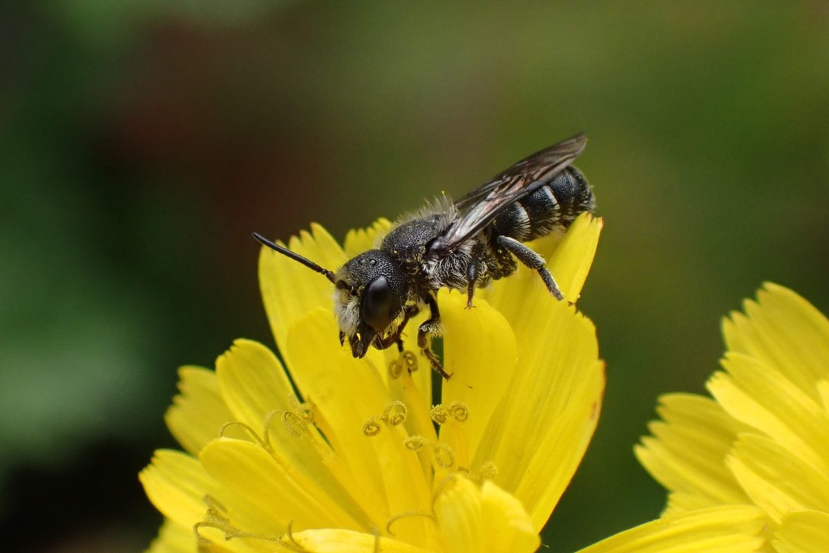 Netzwerk Naturgarten, Online-Vortrag: Faszination Wildbienen – pelzige Einsiedlerinnen auf wichtiger Mission