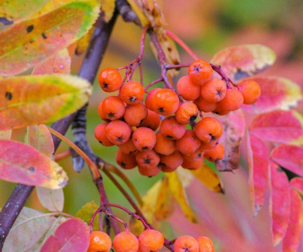 Netzwerk Naturgarten, Unser erster Netzwerk-Event für Lehrpersonen